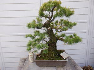 BONSAI Club *. leaf pine (52.*..60 year )*T-3