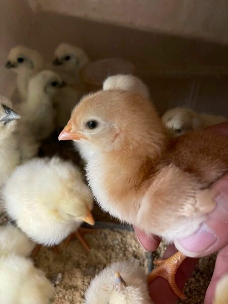 ボリスブラウン　有精卵１２個　食用有精卵　ボリス　ニワトリ　種卵　受精卵　有精卵　卵　ヤフネコ宅急便で安心発送！