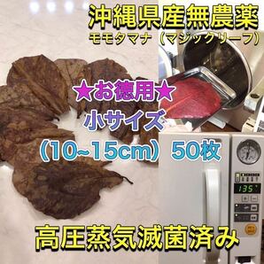 高圧蒸気滅菌済み沖縄県産無農薬モモタマナ　お徳用！小サイズ（10~15cm）50枚マジックリーフ