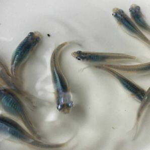 めだかP(^^♪深海・ブルー・しんかい・メダカ・生体の若魚S,Mサイズ20匹＋αです。の画像8