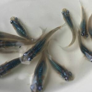めだかP(^^♪深海・ブルー・しんかい・メダカ・生体の若魚S,Mサイズ20匹＋αです。の画像2