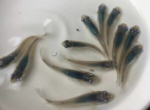 めだかP(^^♪深海・ブルー・しんかい・メダカ・生体の若魚S,Mサイズ20匹＋αです。