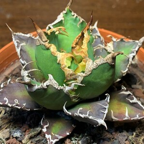 XH77多肉植物 アガベ チタノタ Agave titanota ‘包心龍’の画像1