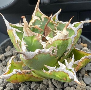 H365 agave chitanota white . cow tolikelatops