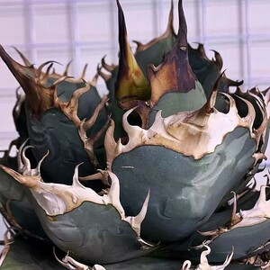 BJ194{..' Giant Beast '} succulent plant agave chitanota