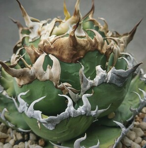 BM13多肉植物 アガベ チタノタ Agave titanota 熊