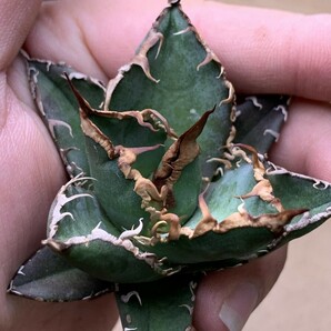 XH69多肉植物 アガベ チタノタ Agave titanota ‘包心龍’の画像3