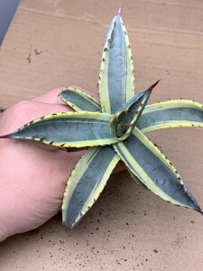 G38アガベ　屈原の舞扇　錦　palmeri variegata 多肉植物