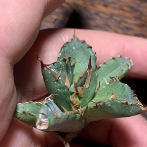 H216多肉植物 アガベチタノタ鬼爪雪峰の画像6