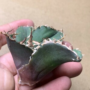 BH79 多肉植物 チタノタ Agave titanota ‘鬼爪’の画像6