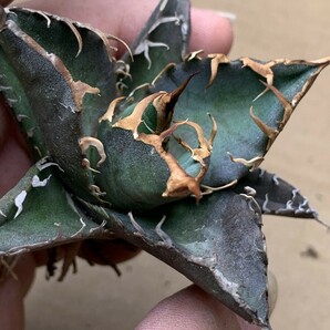 XH74多肉植物 アガベ チタノタ Agave titanota ‘包心龍’の画像4