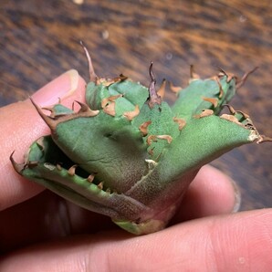 H362多肉植物 アガベ チタノタ Agave titanota 黒桃の画像10