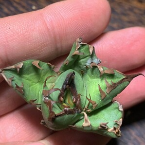 H353多肉植物 高級品種 アガベ チタノタ 黒鯨 子株の画像2