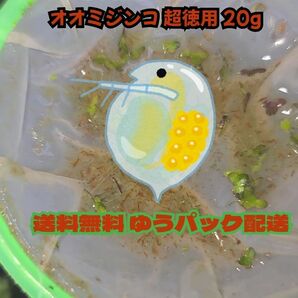 オオミジンコ超徳用 20g 約5000から6000匹 大量ゆうパック送料無料 めだか 熱帯魚 針子 稚魚 餌 タマミジンコ PSB