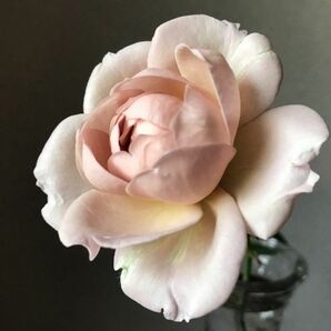 薔薇大苗　開花株植え替えでから発送します。