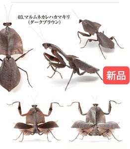 【新品】　マルムネカレハカマキリ（ダークブラウン）　いきもの大図鑑かまきり02 バンダイ　生き物　ガチャ