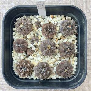 実生 Gymnocalycium esperanzae ch1417 ギムノカリキウム エスペランザエ 白粉系 サボテン 検）プロチャズキアナム ベルクティの画像1