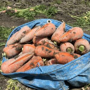 春人参 訳あり10kg W 徳島県産の画像2