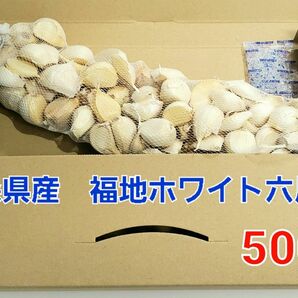 令和5年度　青森県産　500g　にんにく福地ホワイト ニンニク