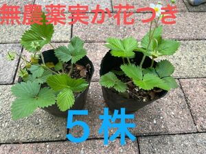 無農薬有機栽培ワイルドベリー抜き株５株