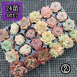 ☆ゆうパケットポスト発送☆多肉植物 エケベリア ミニ苗＊24苗セット＊