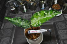 ★BEGO-SELECT★アグラオネマ　”烽火連天”★Aglaonema　Pictum ”烽火連天”【BEGO-B1/A02-TLF/f1】★_画像3