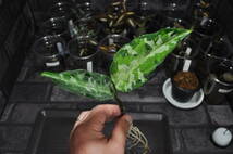 ★BEGO-SELECT★アグラオネマ　”烽火連天”★Aglaonema　Pictum ”烽火連天”【BEGO-B1/A02-TLF/f1】★_画像4