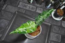 ★BEGO-SELECT★アグラオネマ　”烽火連天”★Aglaonema　Pictum ”烽火連天”【BEGO-B1/A02-TLF/f1】★_画像8