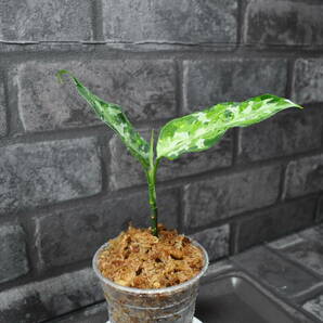 ★BEGO-SELECT★アグラオネマ ”烽火連天”★Aglaonema Pictum ”烽火連天”【BEGO-B1/A02-TLF/f1】★の画像9