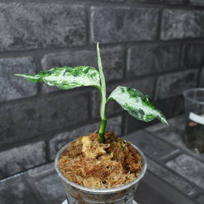 ★BEGO-SELECT★アグラオネマ "メフィスト"★:Aglaonema Pictum "Mephisto"【BEGO-D8/N4-AG3/f1】★の画像9