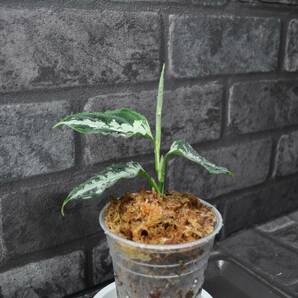 ★BEGO-SELECT★アグラオネマ オリジナル交配株 ”月影”★Aglaonema Pictum ”月影”【BEGO-A02/L10-RR2/f1】★の画像9