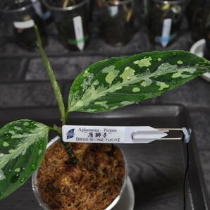 ★BEGO-SELECT★アグラオネマ ”唐獅子”★Aglaonema Pictum "唐獅子"【BEGO-B1/A02-TLH/f1】★の画像3