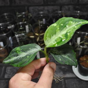 ★BEGO-SELECT★アグラオネマ "P-00V" ★Aglaonema Pictum "P-00V" 【BEGO-Z2/P6-DNB/f1】In storage★の画像4