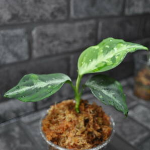 ★BEGO-SELECT★アグラオネマ "P-00V" ★Aglaonema Pictum "P-00V" 【BEGO-Z2/P6-DNB/f1】In storage★の画像9