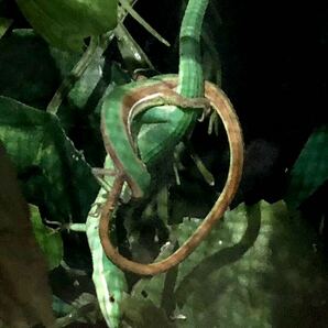極美！沖縄アオカナヘビ有精卵 1個 アオカナヘビ カナヘビ 青カナヘビ卵 オキナワアオカナヘビ 有精卵 食用の画像4