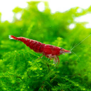 * red fire - shrimp 50 pcs size approximately 1cm~1.8cm