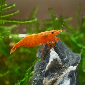 * orange Cherry shrimp 20 pcs size approximately 0.8cm~1.5cm