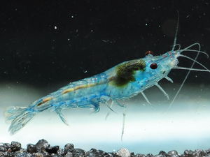 * bell bed blue shrimp 10 pcs size approximately 0.8cm~1.5cm