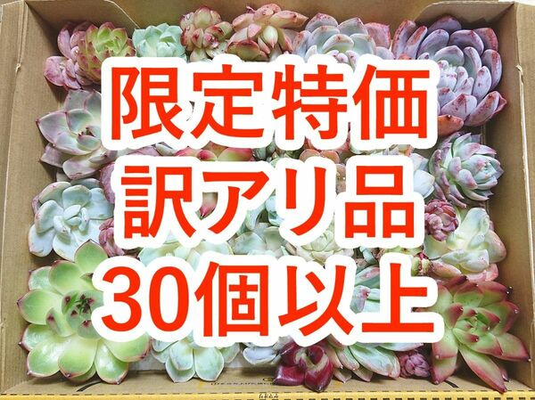 24042001 多肉植物 カット苗 30個以上 詰め合わせ エケベリア 【訳アリ品】