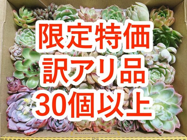 24042701 多肉植物 カット苗 30個以上 詰め合わせ エケベリア 【訳アリ品】