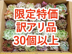 24043005 多肉植物 カット苗 30個以上 詰め合わせ エケベリア 【訳アリ品】