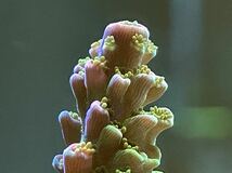 Acropora Robusta（オーストラリア産ヤスリミドリイシ ）_画像5