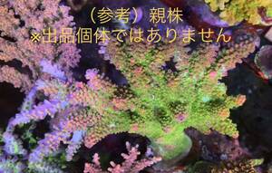 Acropora Robusta（オーストラリア産ヤスリミドリイシ ）