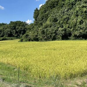 新米 令和5年9月刈取 コシヒカリ 伊賀米 無農薬 有機栽培 農家直送 三重 玄米(30㎏×1) 送料別の画像1