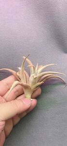 【T013】Tillandsia zecheri HR 24031 チランジア ゼッチェリー HR 24031・ブロメリア・エアプランツ