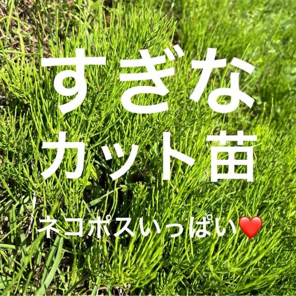 静岡県産　スギナ　すぎな　天然　ネコポス