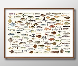 Art hand Auction 8836■Free shipping!! Art poster painting A3 size Fish encyclopedia Fish marine life Oceanography Ocean illustration Nordic Matte paper, Housing, interior, others