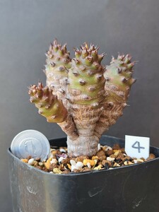 ユーフォルビア パキポディオイデス 4 （Euphorbia pachypodioides ) コーデックス caudex 塊根 希少 レア 珍奇 多肉植物 マダガスカル　