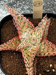 aloe hybrid 28 アロエ ハイブリッド　実生 多肉植物 