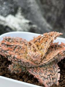 Aloe hybrid 22 アロエ　ハイブリッド　実生　多肉植物 